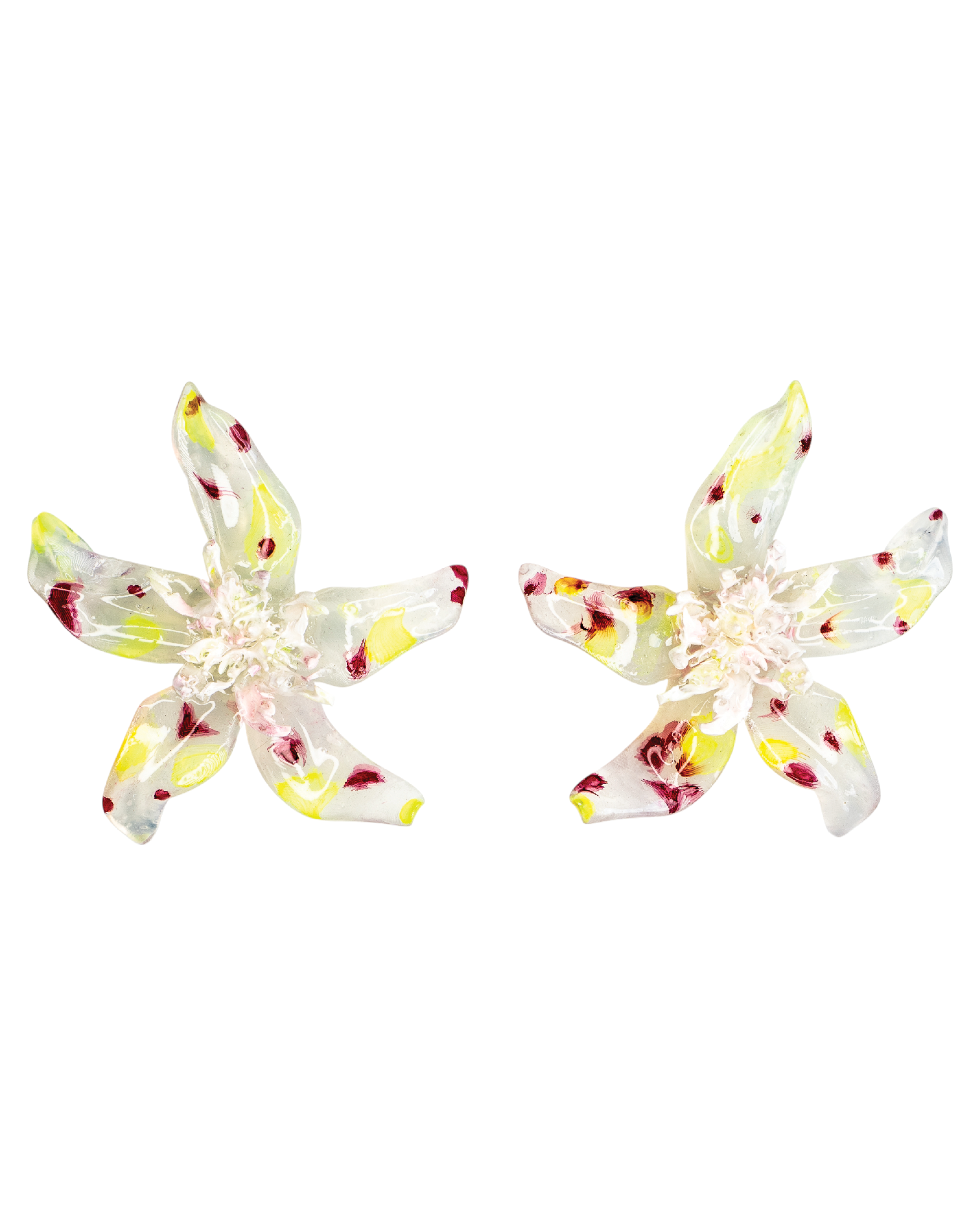 Speckled clear - Pleiosien x Karlaidlaw