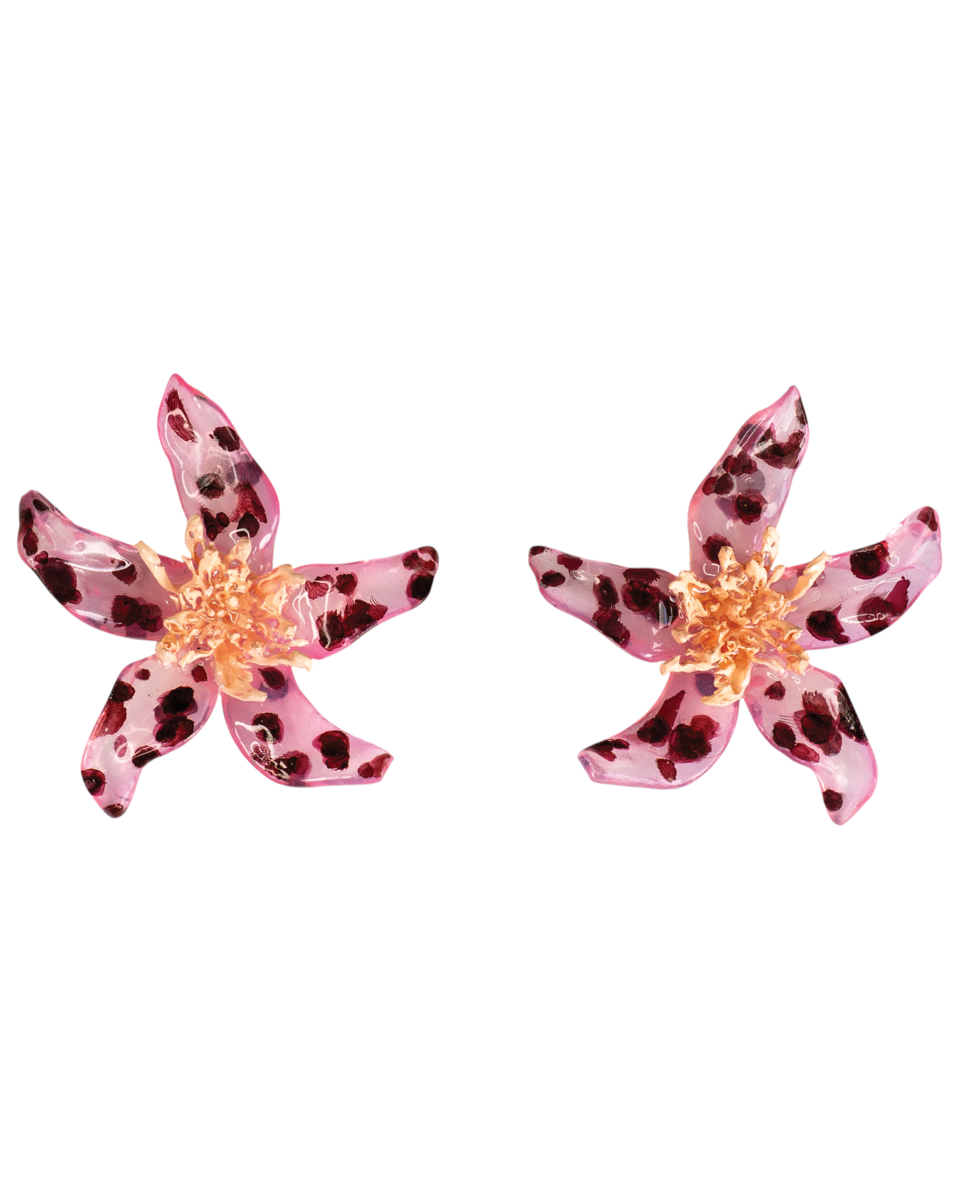 Spotted bloom - Pleiosien x Karlaidlaw